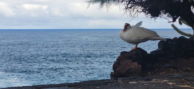 Pato canario del atlantico